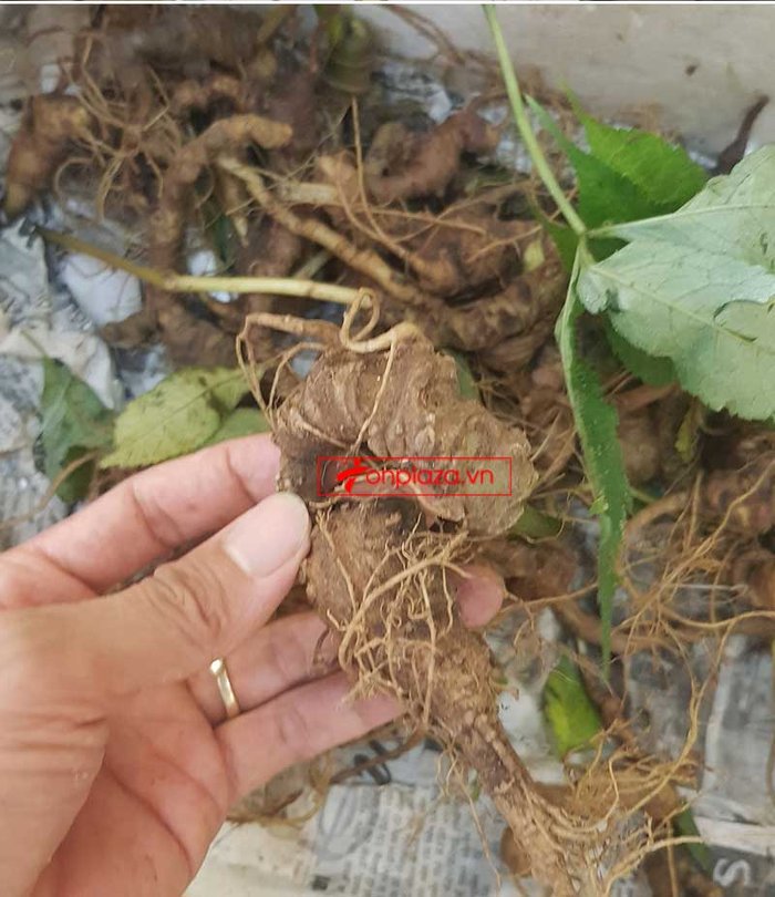 Sâm Ngọc Linh trồng loại củ nhỏ (20 – 30 củ/kg) NS415 4
