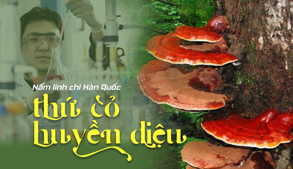 Nấm linh chi Hàn Quốc - Thứ cỏ huyền diệu