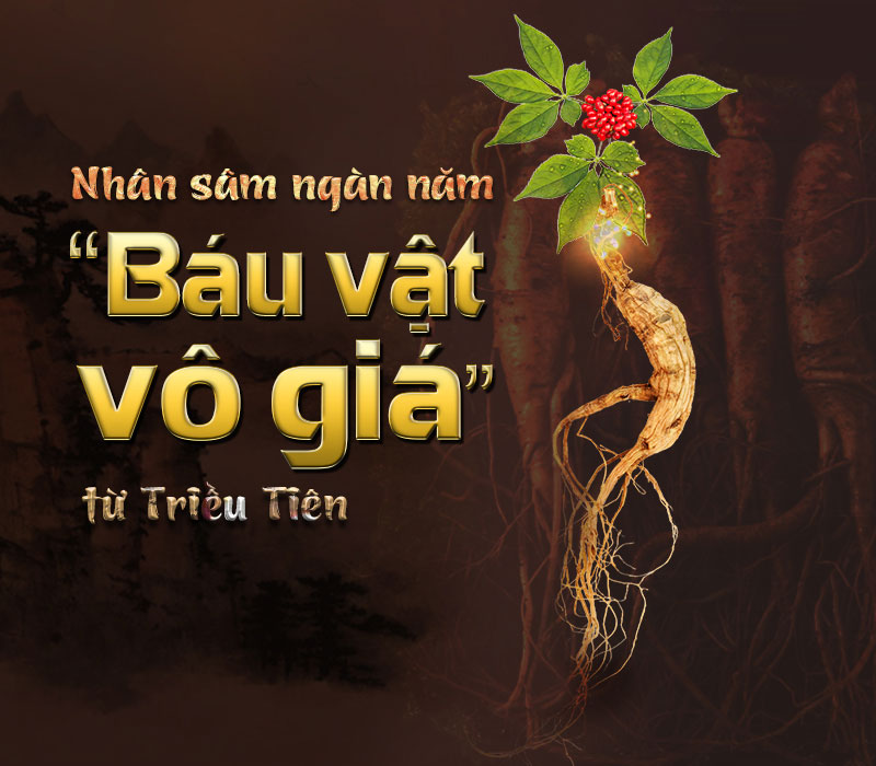 Nhân sâm ngàn năm - “ Báu vật vô giá” từ Triều Tiên