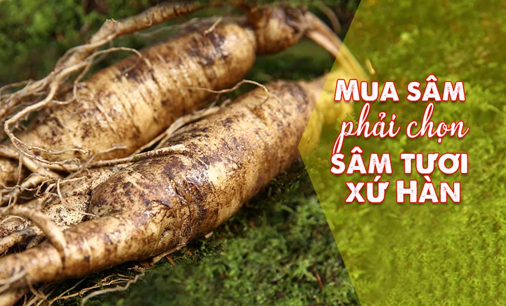 Mua sâm phải chọn sâm tươi xứ Hàn