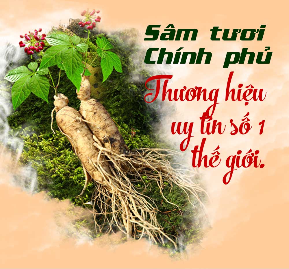 sâm chính phủ thương hiệu sâm uy tín số 1 thể giới