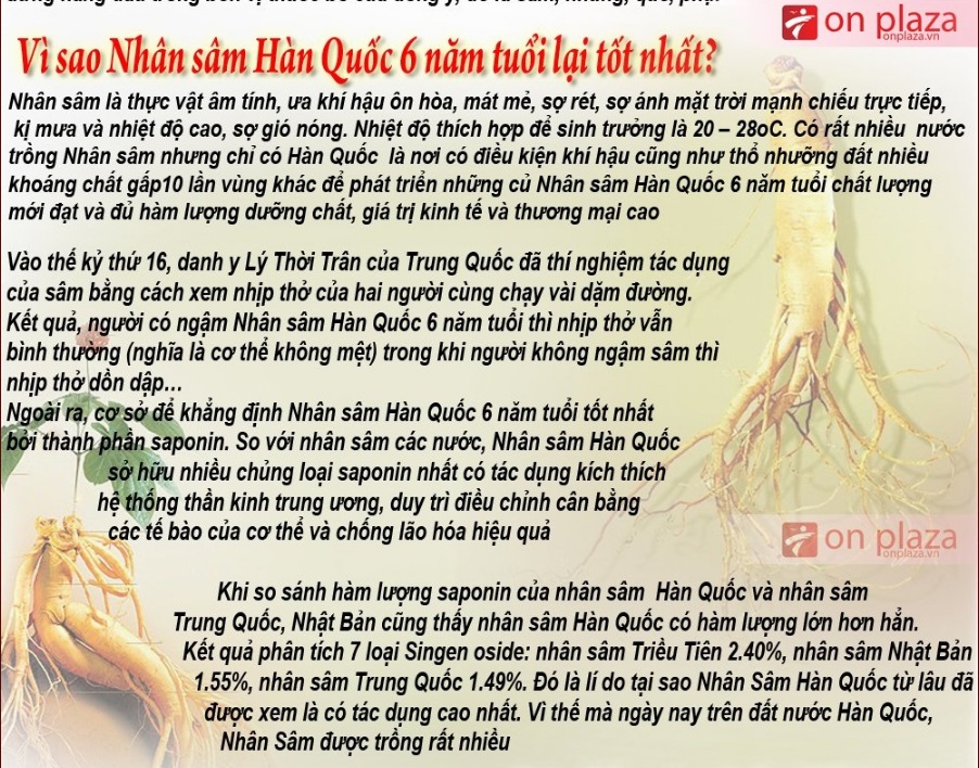 Saponin chính là lý do khiến sâm Hàn Quốc tốt nhất