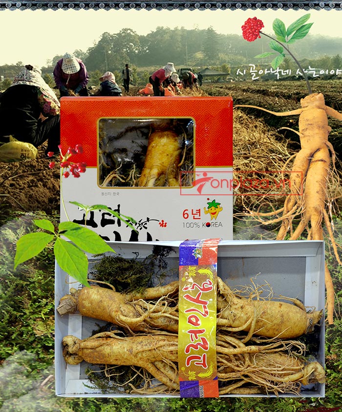 Nhân sâm tươi Hàn Quốc 6 năm tuổi loại 4 củ/kg NS002