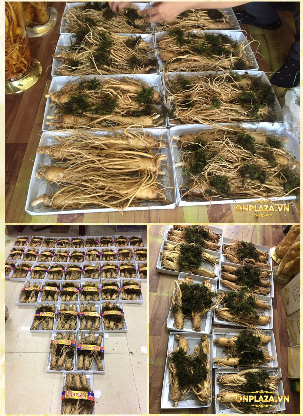 Nhân sâm tươi Hàn Quốc cao cấp loại 8 củ/kg NS006 7