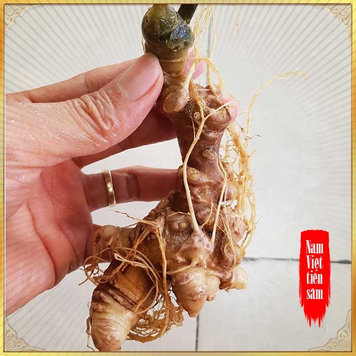 Sâm Ngọc Linh trồng loại củ nhỏ (20 – 30 củ/kg) NS415