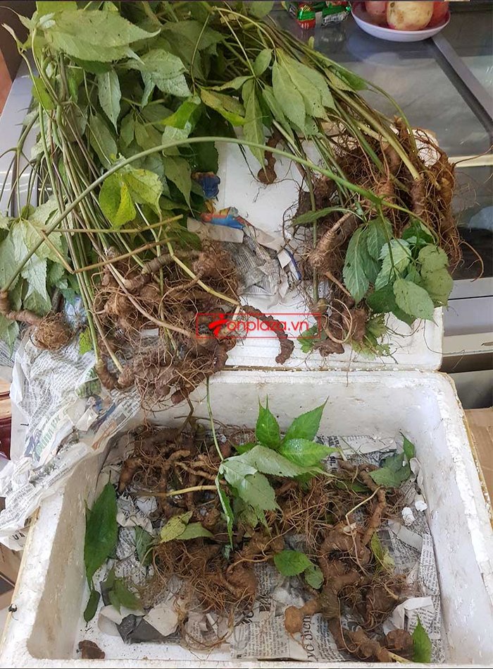 Sâm Ngọc Linh trồng loại củ nhỏ (20 – 30 củ/kg) NS415 2