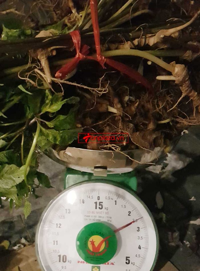 Sâm Ngọc Linh trồng loại củ nhỏ (20 – 30 củ/kg) NS415 3