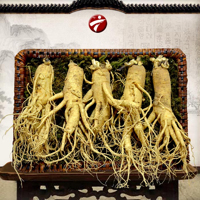 Sâm tươi Hàn Quốc chất lượng loại 5củ/kg NS003