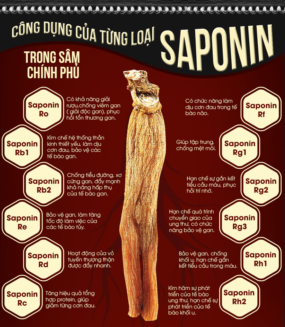  Công dụng của từng loại saponin trong Sâm Chính Phủ 