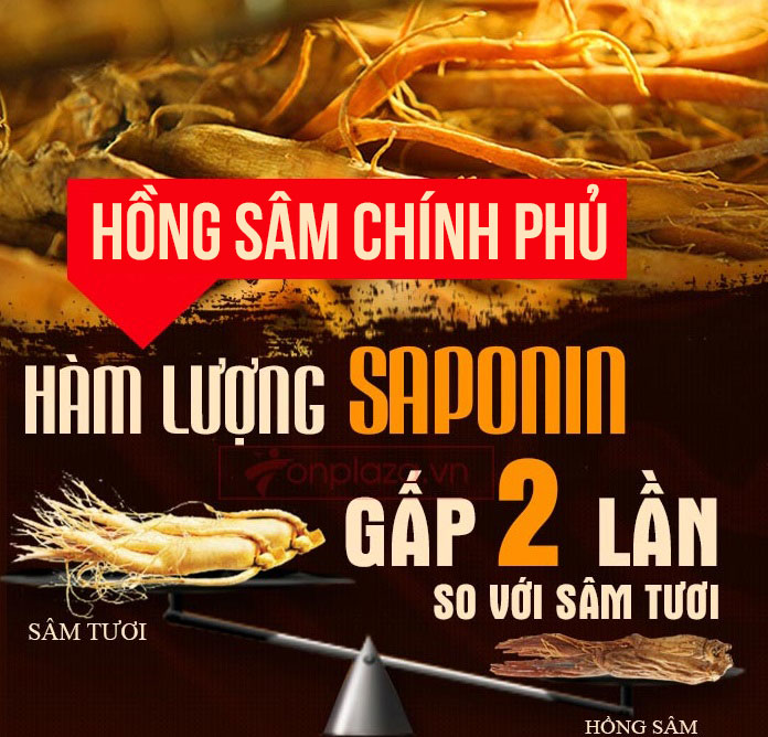 Hàm lượng saponin trong sâm chính phủ so với sâm tươi