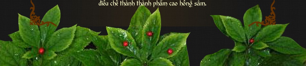 cao hồng sâm hàn quốc