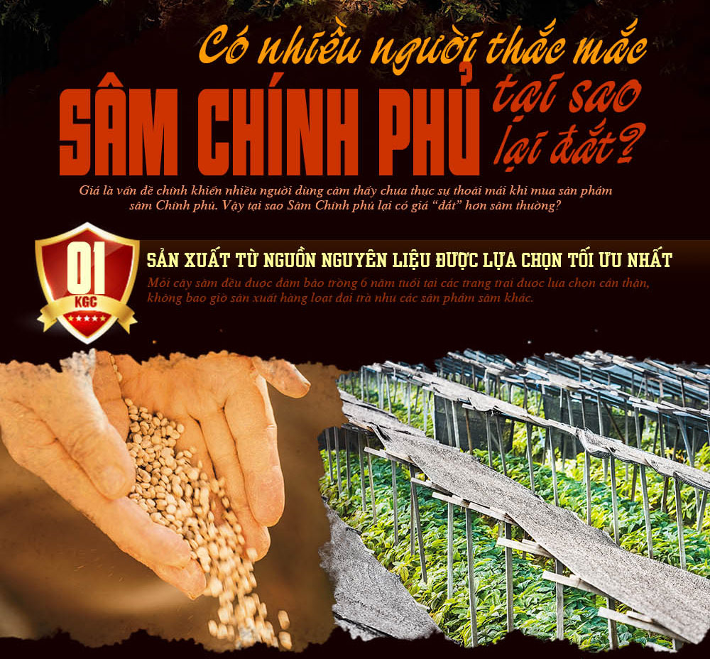 cao hồng sâm chính phủ