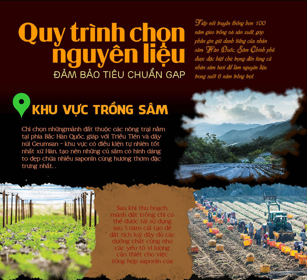 cao hồng sâm chính phủ