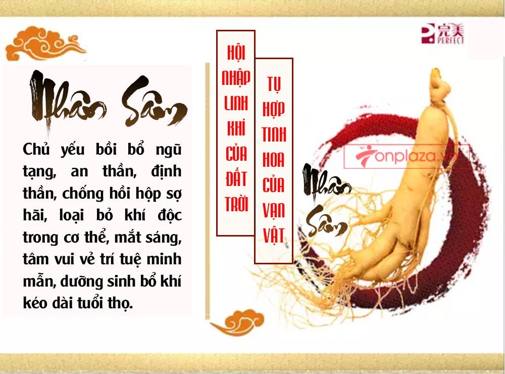 Hồng sâm đơn Cát Phúc NS446