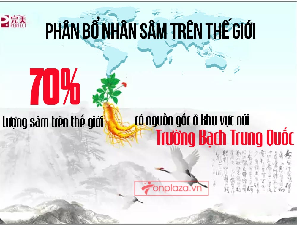 Hồng sâm đơn Cát Phúc NS446