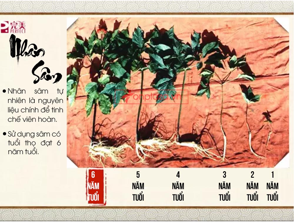 Hồng sâm đơn Cát Phúc NS446