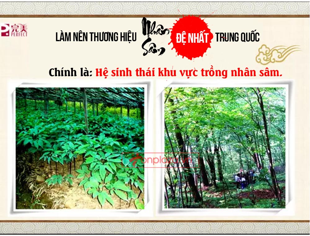 Hồng sâm đơn Cát Phúc NS446