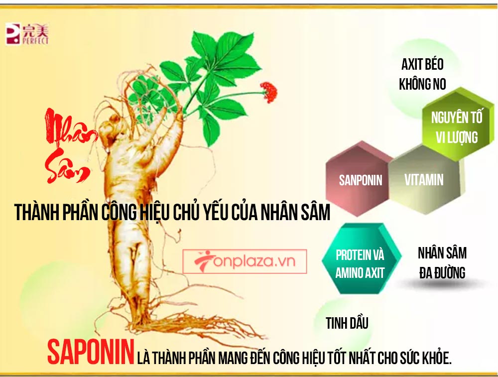 Hồng sâm đơn Cát Phúc NS446