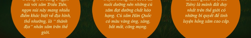 Hồng sâm khô hàn quốc