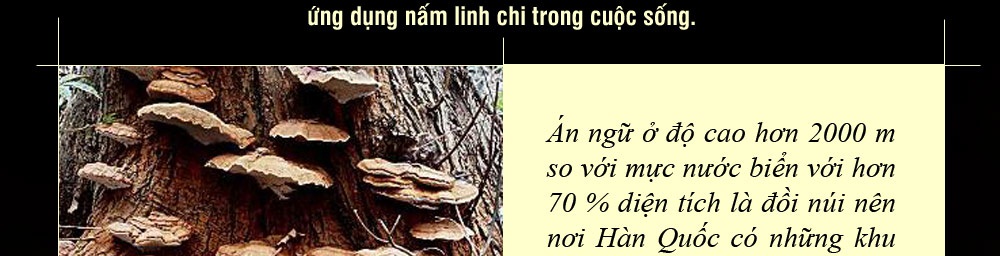 nấm cổ linh chi hàn quốc