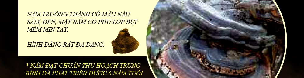 nấm cổ linh chi hàn quốc