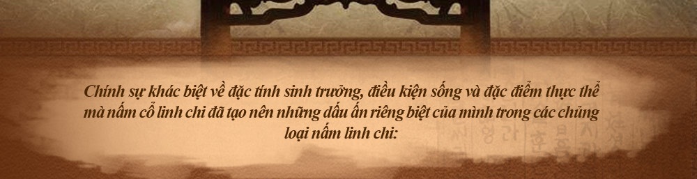 nấm cổ linh chi hàn quốc