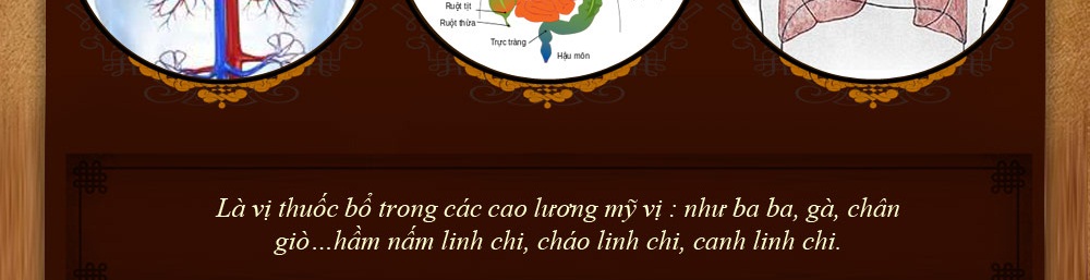 nấm cổ linh chi hàn quốc