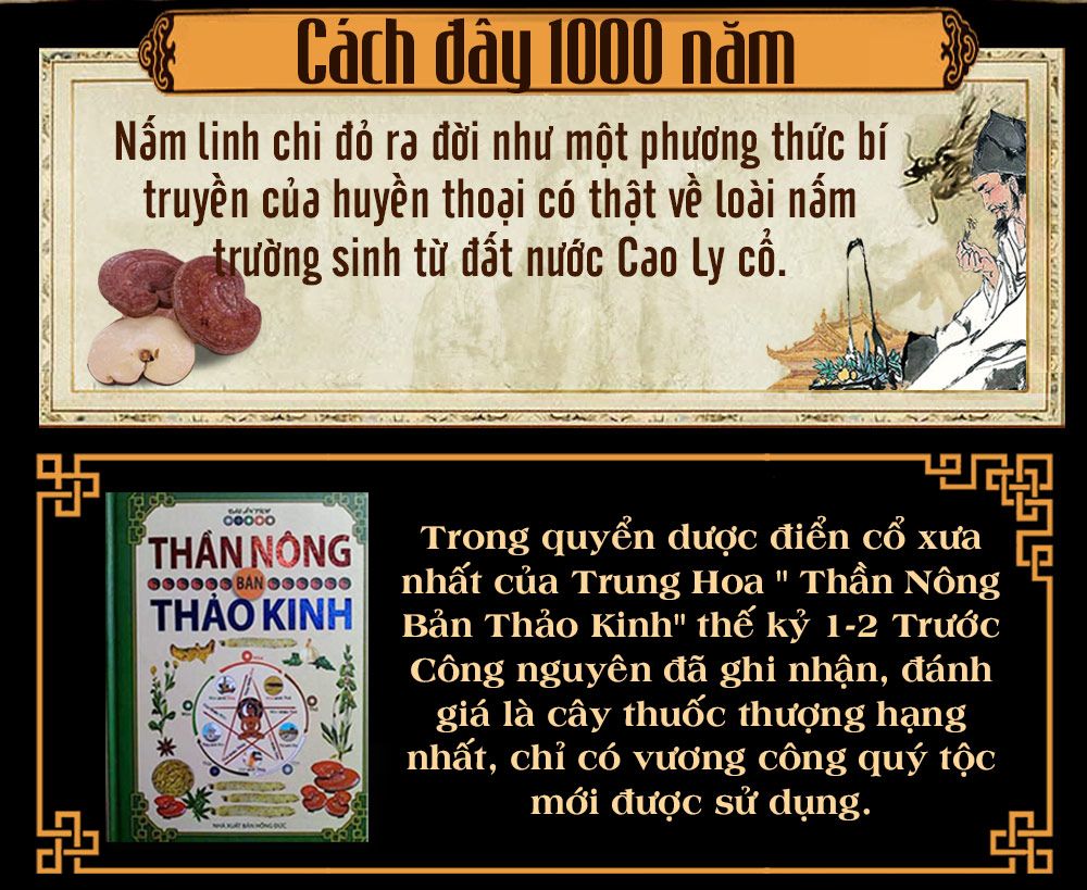 Nấm linh chi bao tử hàn quốc