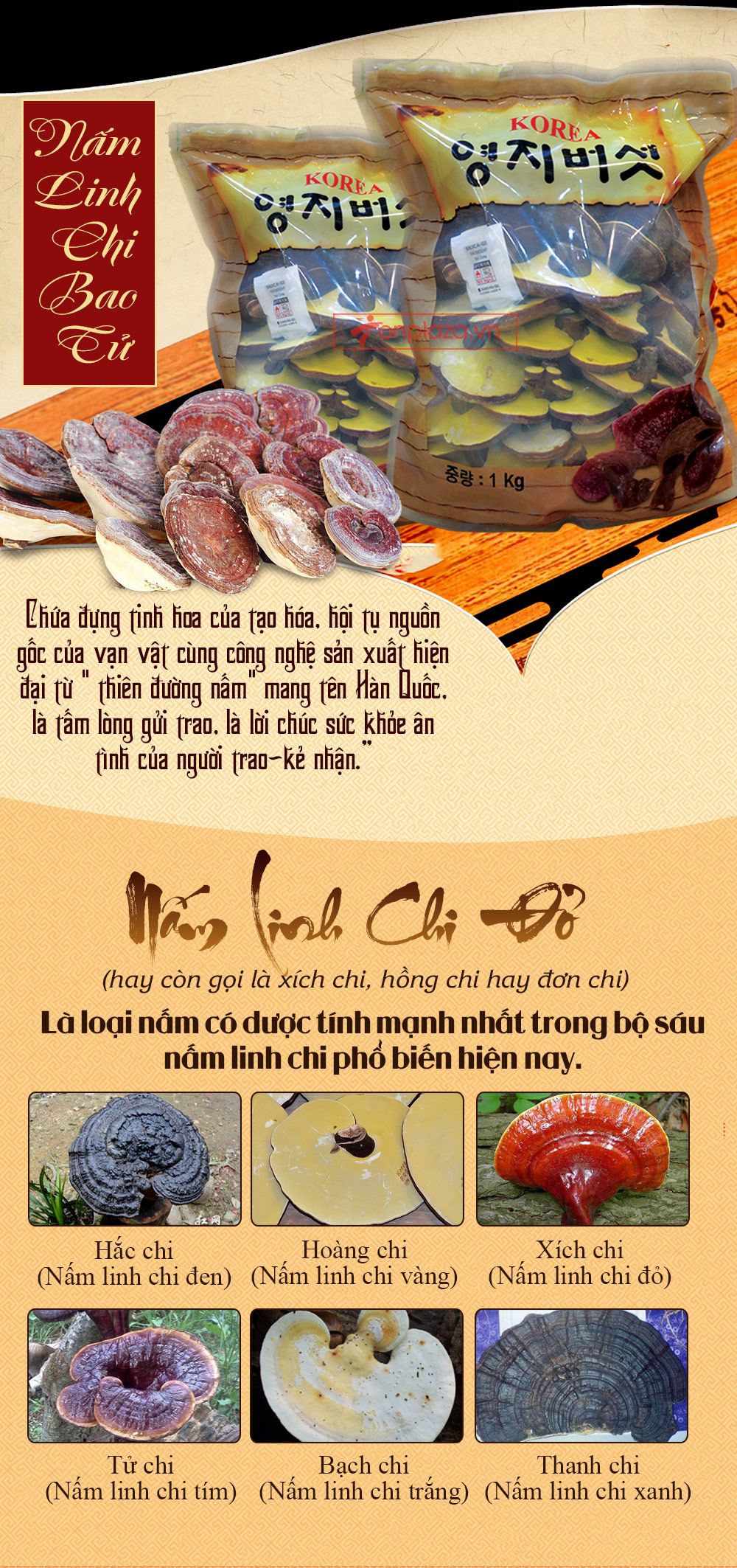 Nấm linh chi bao tử hàn quốc