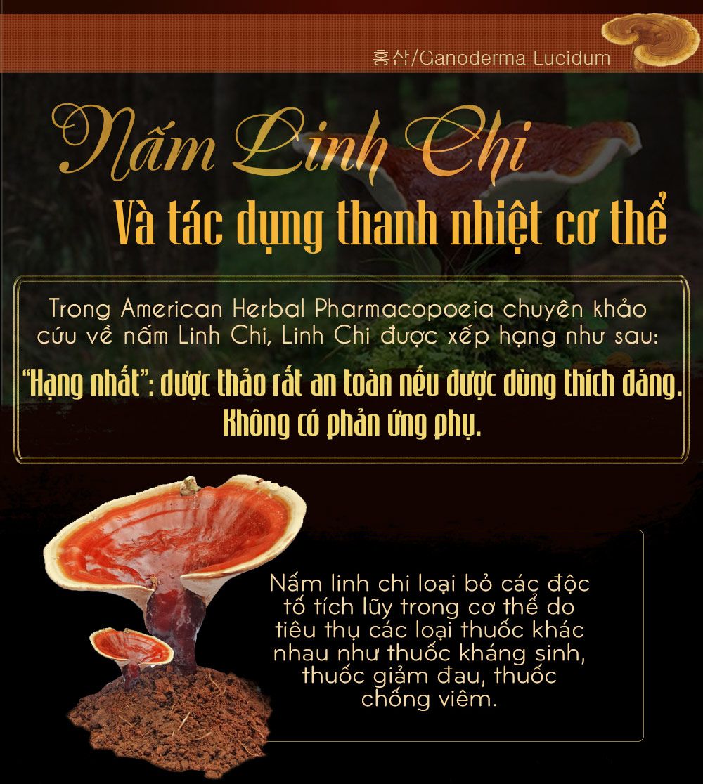 Nấm linh chi bao tử hàn quốc