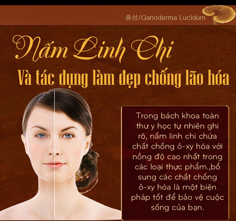 Nấm linh chi bao tử hàn quốc