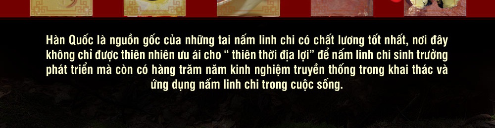 Nấm linh chi vàng thượng hạng