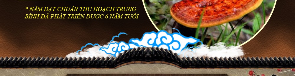 Nấm linh chi vàng thượng hạng