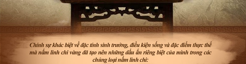 Nấm linh chi vàng thượng hạng