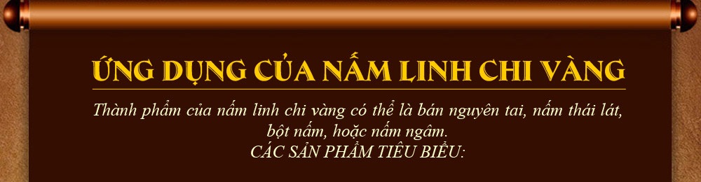 Nấm linh chi vàng thượng hạng