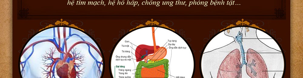 Nấm linh chi vàng thượng hạng