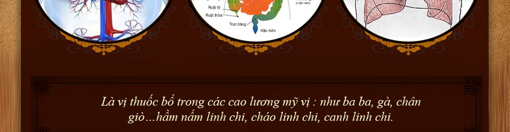 Nấm linh chi vàng thượng hạng