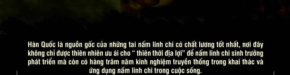 nấm linh chi thượng hoàng hàn quốc