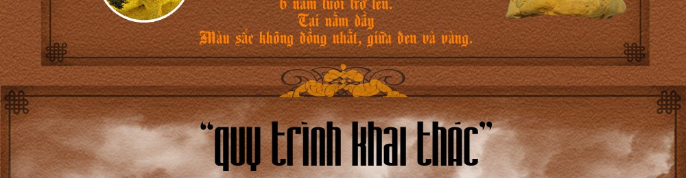 nấm linh chi thượng hoàng hàn quốc