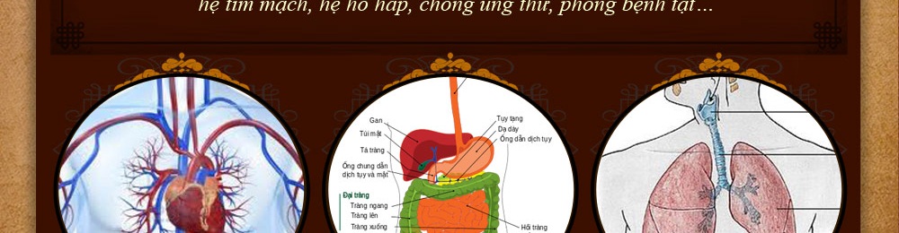 nấm linh chi thượng hoàng hàn quốc