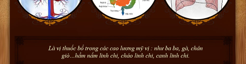 nấm linh chi thượng hoàng hàn quốc