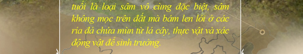 Nhân sâm núi đá thượng hạng Triều Tiên 1000 năm tuổi 