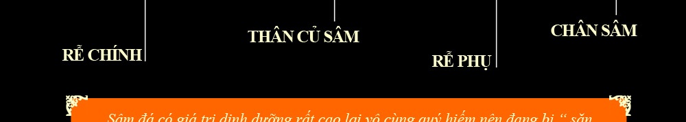 Nhân sâm núi đá thượng hạng Triều Tiên 1000 năm tuổi 