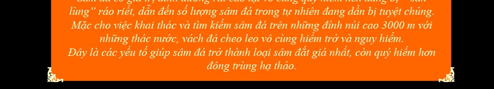 Nhân sâm núi đá thượng hạng Triều Tiên 1000 năm tuổi 