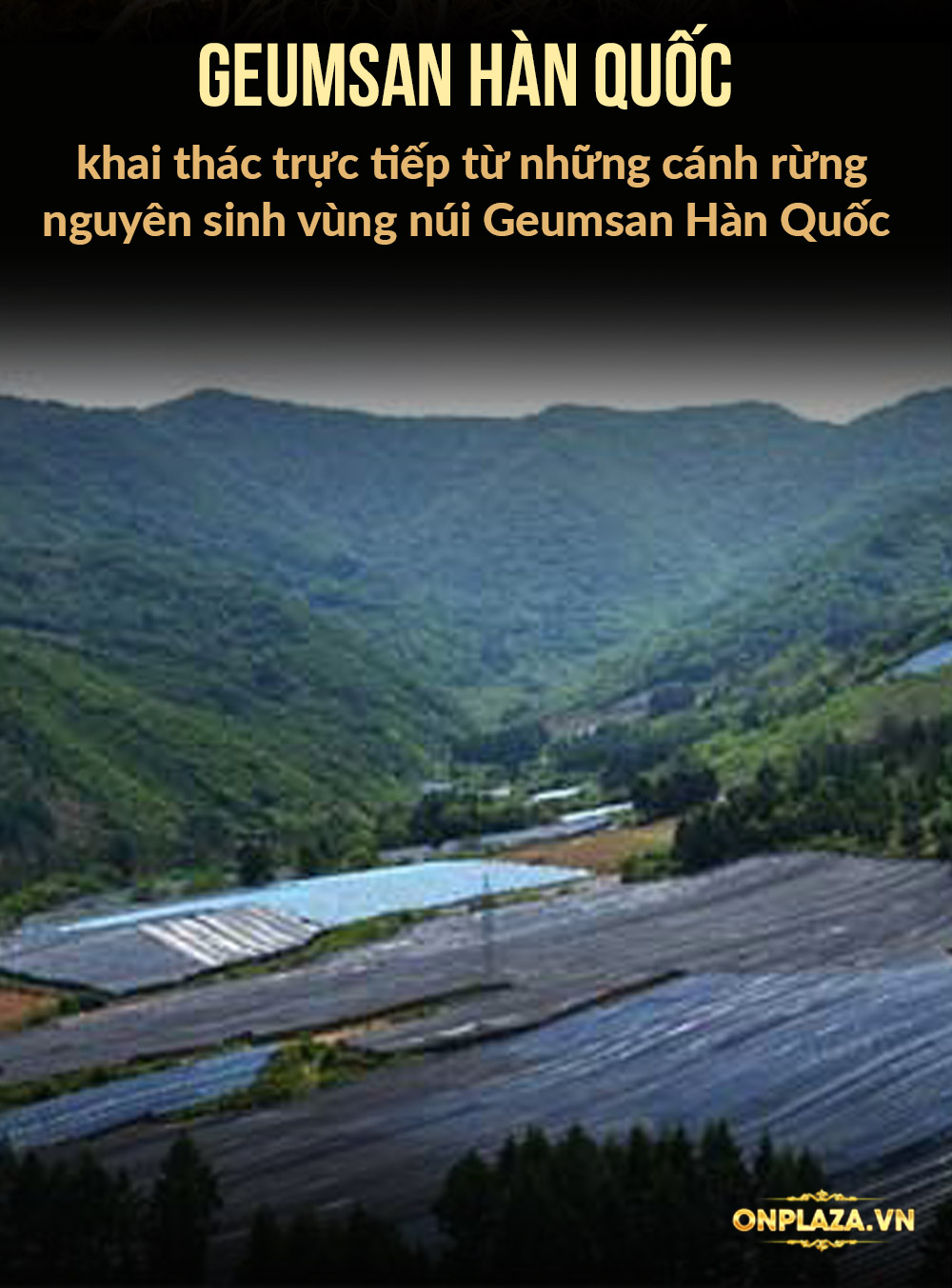 nhân sâm tươi Hàn Quốc