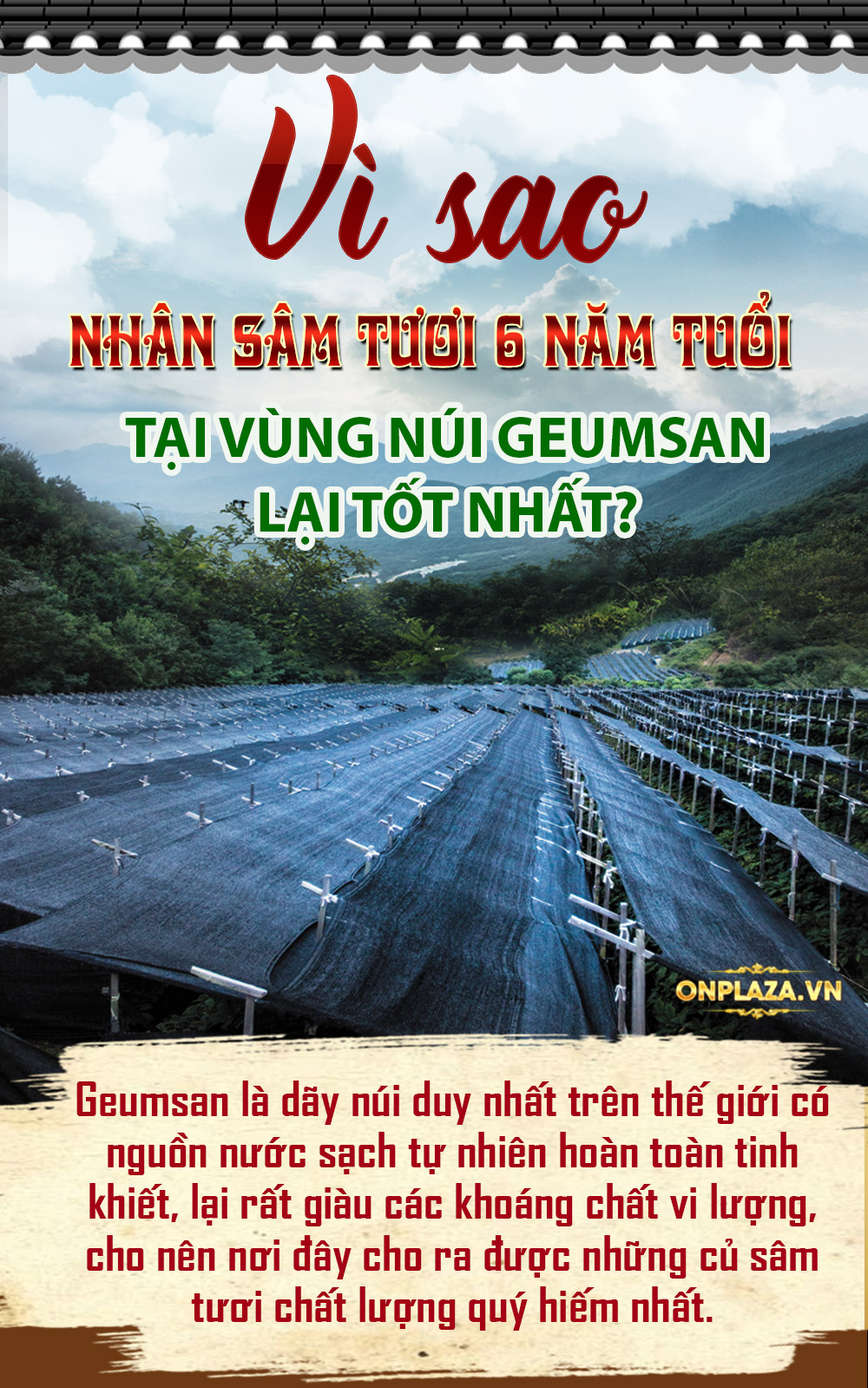 nhân sâm tươi Hàn Quốc