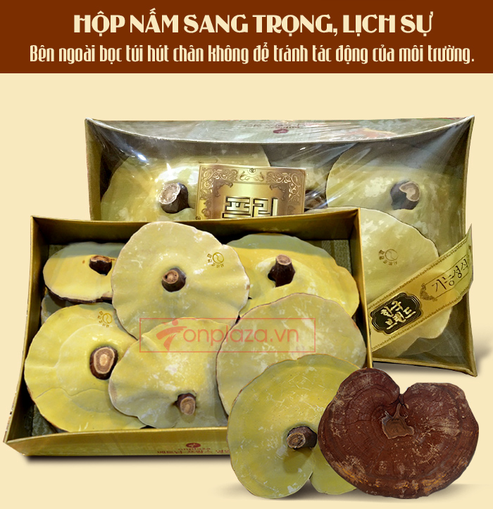 Nấm linh chi vàng thượng hạng Hộp quà biếu (1kg/ hộp)