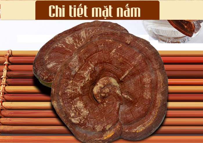 Nấm linh chi vàng thượng hạng Hộp quà biếu (1kg/ hộp)