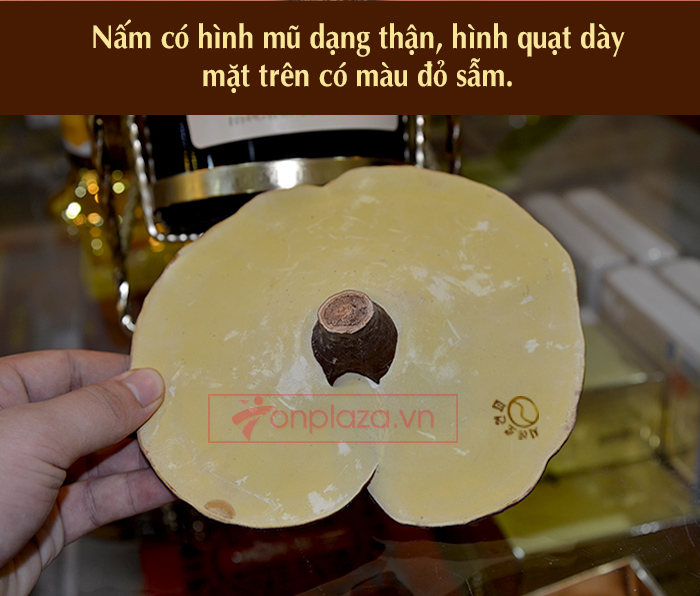 Nấm linh chi vàng thượng hạng Hộp quà biếu (1kg/ hộp)