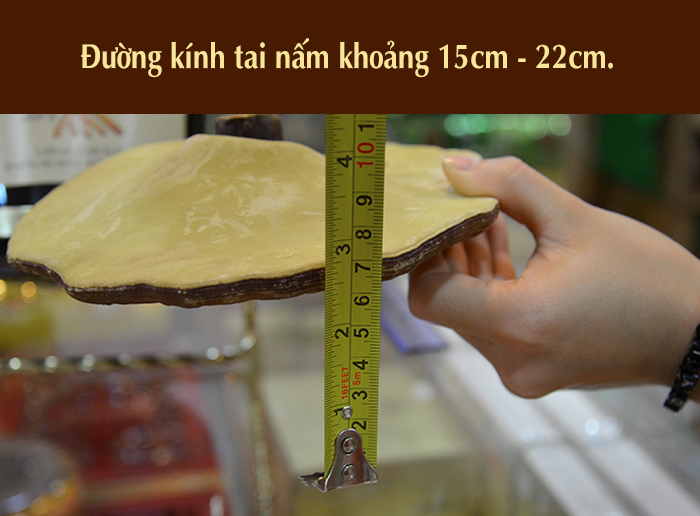 Nấm linh chi vàng thượng hạng Hộp quà biếu (1kg/ hộp)